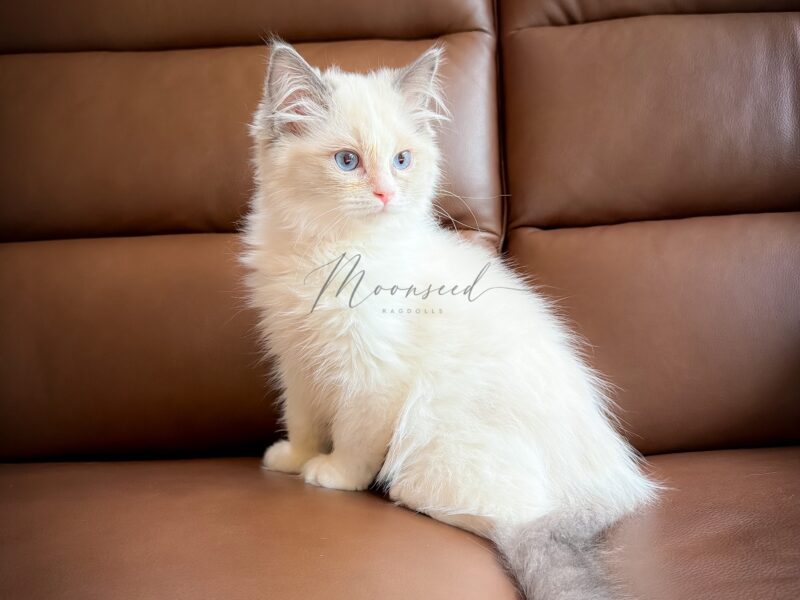 Soft Kitty — Blue Bicolor Ragdoll Kitten | Available now