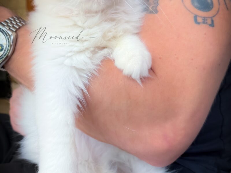 Soft Kitty — Blue Bicolor Ragdoll Kitten | Available now