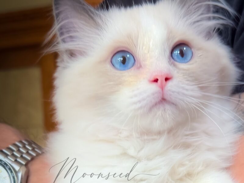Soft Kitty — Blue Bicolor Ragdoll Kitten | Available now