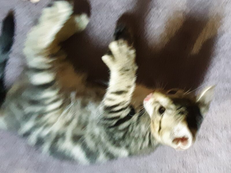Hi, I'm Opie.
