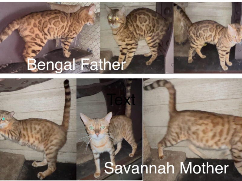 Savannah/Bengal hybrid kittens