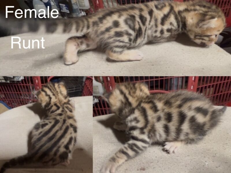 Savannah/Bengal hybrid kittens
