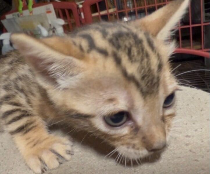 Savannah/Bengal hybrid kittens