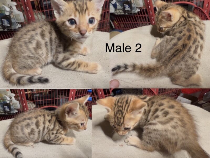 Savannah/Bengal hybrid kittens
