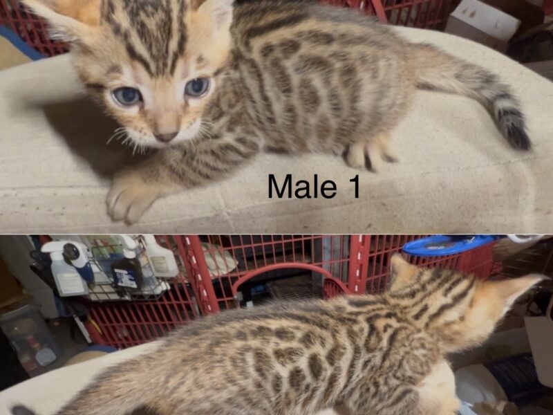 Savannah/Bengal hybrid kittens