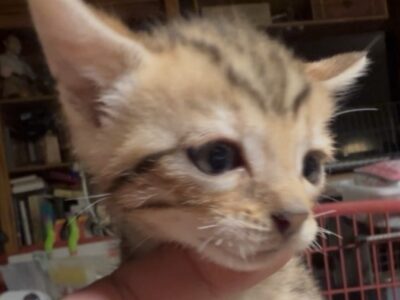 Savannah/Bengal hybrid kittens