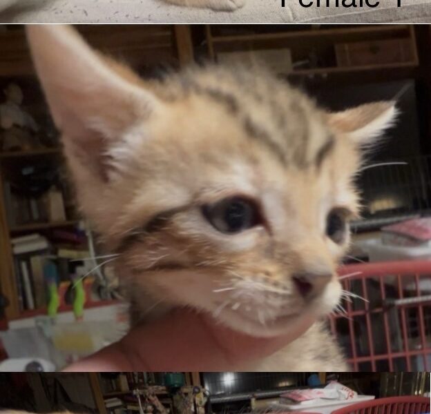 Savannah/Bengal hybrid kittens