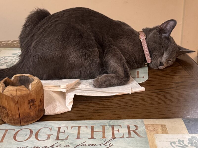 Luna needs to re homed