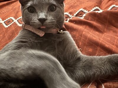 Luna needs to re homed