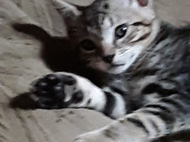 Hi, I'm Opie.
