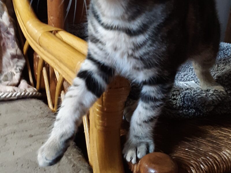 Hi, I'm Opie.