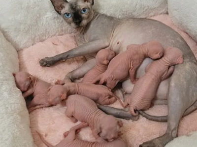 Exceptional Sphynx Kittens