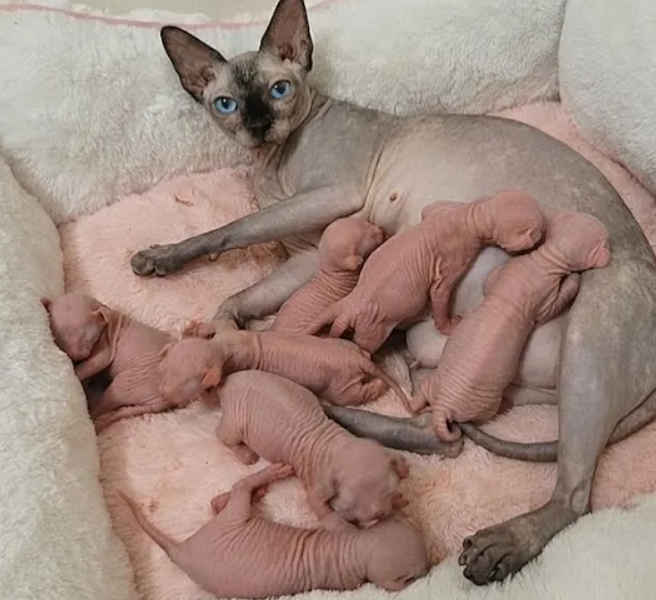 Exceptional Sphynx Kittens