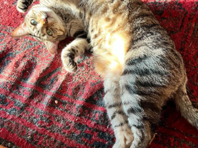 Beautiful Brown Tabby Cat Looking for a Loving Home
