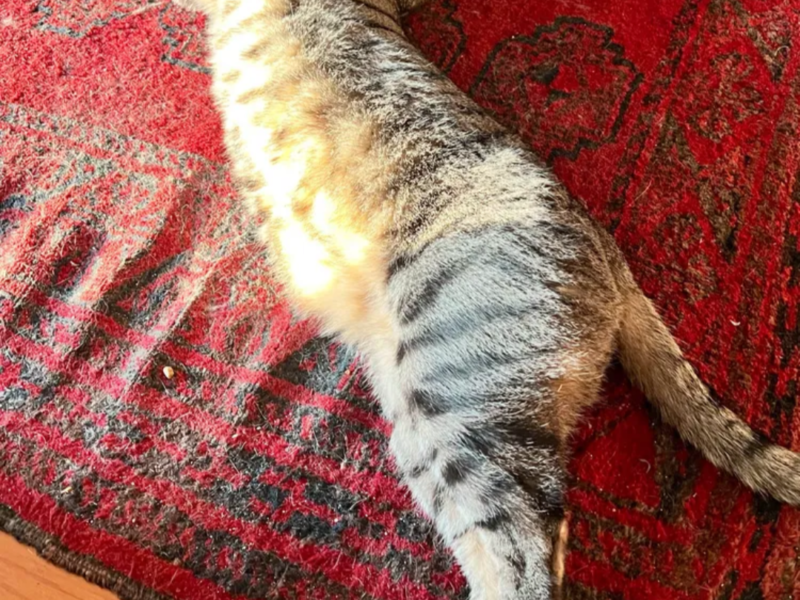 Beautiful Brown Tabby Cat Looking for a Loving Home