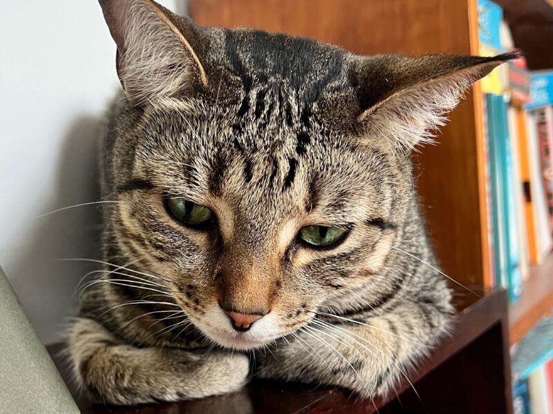 Beautiful Brown Tabby Cat Looking for a Loving Home