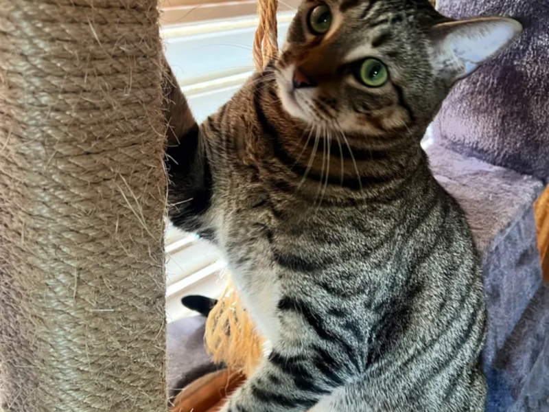 Beautiful Brown Tabby Cat Looking for a Loving Home