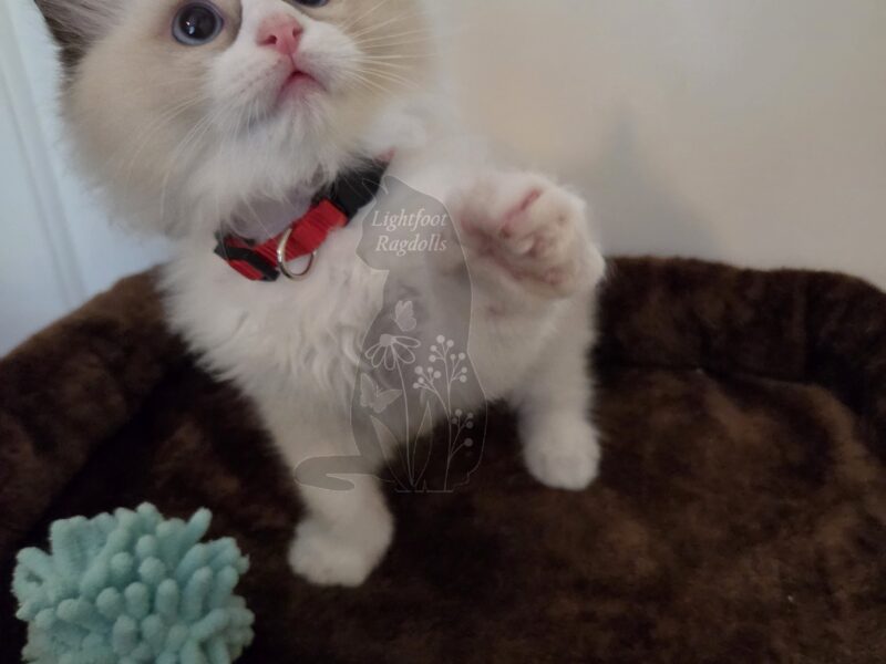 Seal bicolor boy