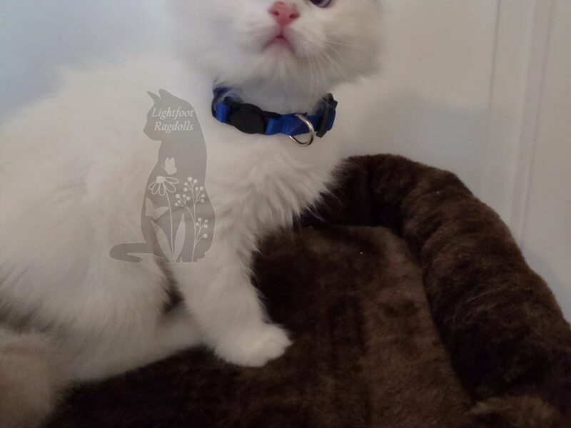 Chocolate bicolor