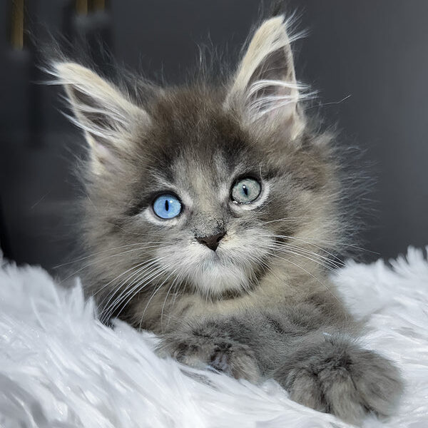 Calvin, Purebred Maine Coon Male Kitten