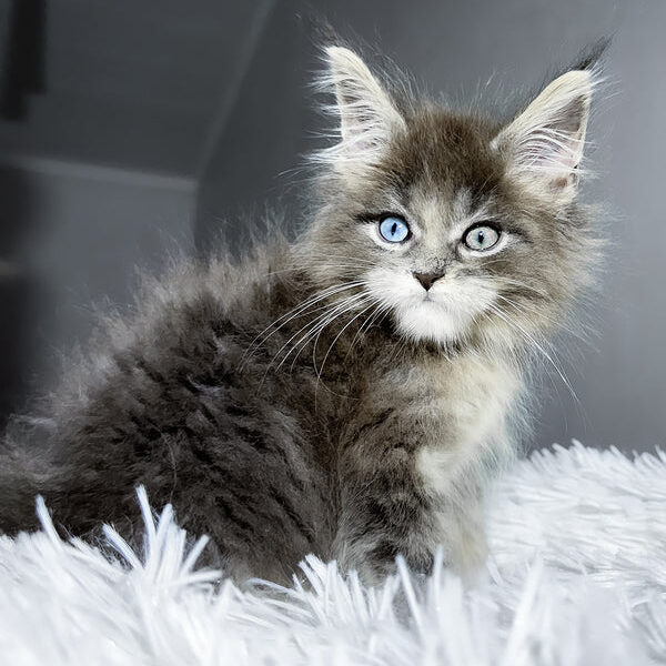 Calvin, Purebred Maine Coon Male Kitten