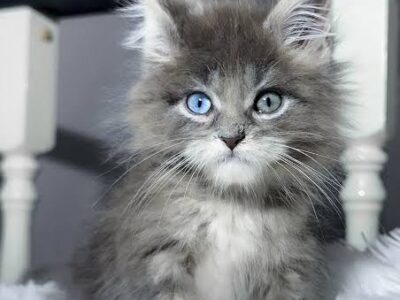 Calvin, Purebred Maine Coon Male Kitten