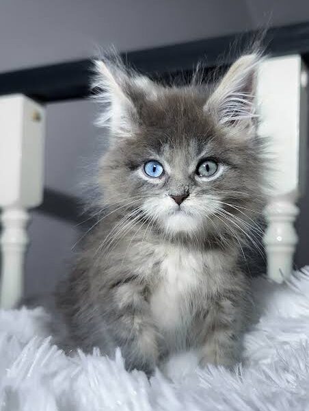 Calvin, Purebred Maine Coon Male Kitten