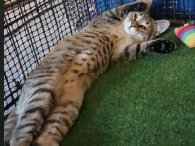 Cheetara is a sassy feline with a big heart!
