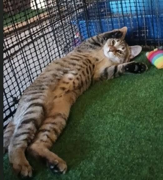 Cheetara is a sassy feline with a big heart!