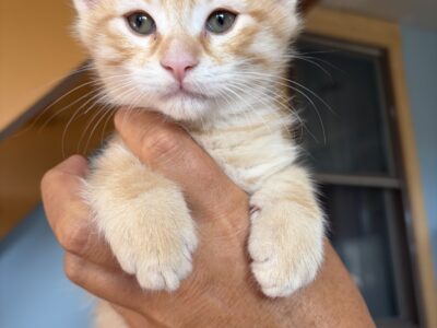8 week old kitten (s) for free