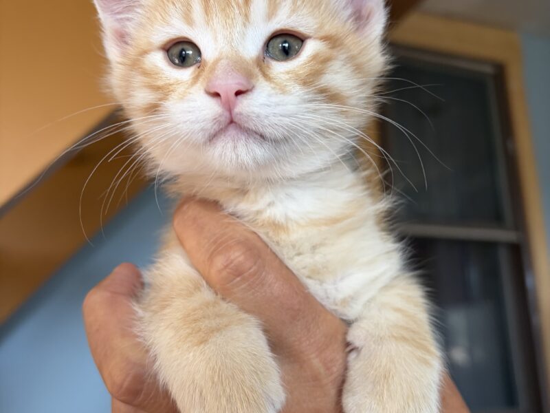 8 week old kitten (s) for free