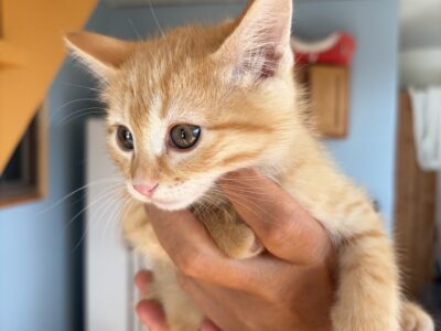 Free 8 week old kitten