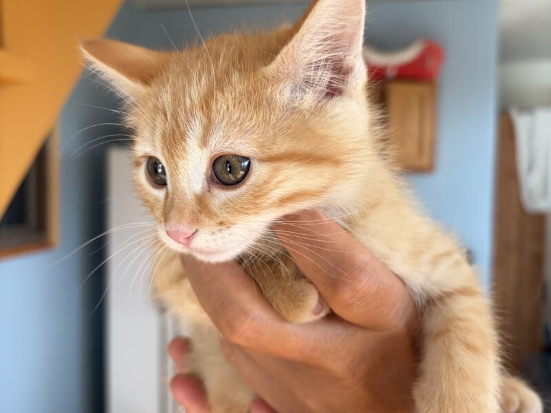 Free 8 week old kitten