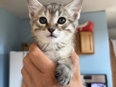 Free 8 week old kitten
