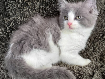 Macaroon, Purebred Ragdoll Male Kitten