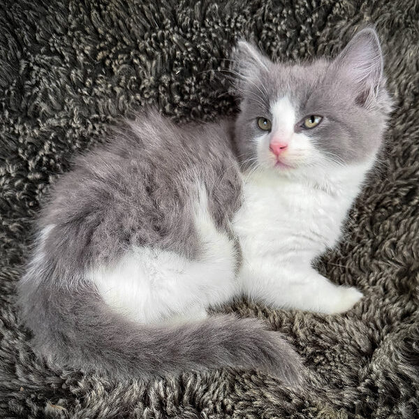 Macaroon, Purebred Ragdoll Male Kitten