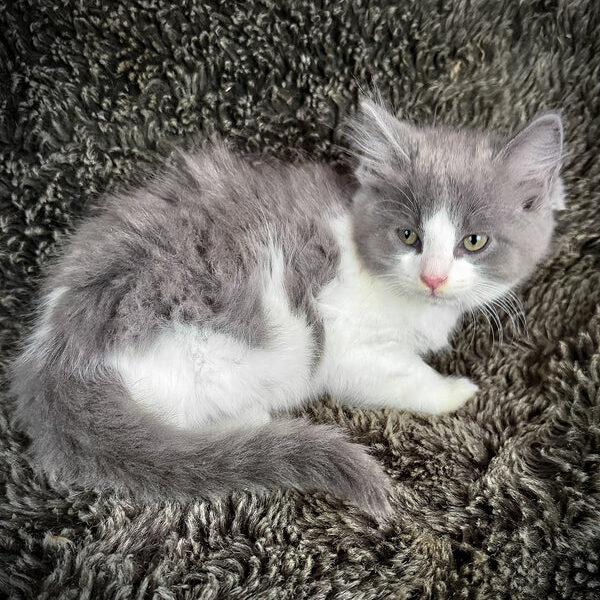 Macaroon, Purebred Ragdoll Male Kitten
