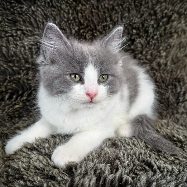 Macaroon, Purebred Ragdoll Male Kitten