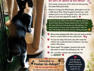 Mouse the Manx