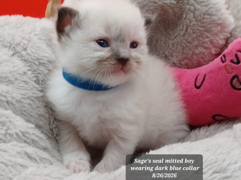 Hearthrob Ragdolls - seal mitted boy - blue collar