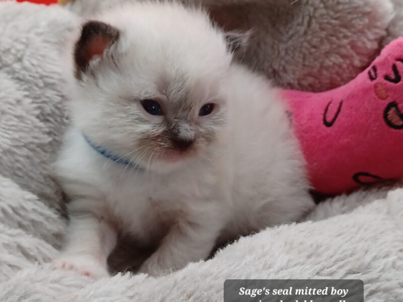 Hearthrob Ragdolls - seal mitted boy - blue collar