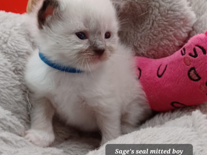 Hearthrob Ragdolls - seal mitted boy - blue collar