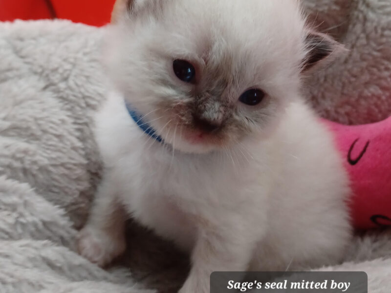 Hearthrob Ragdolls - seal mitted boy - blue collar