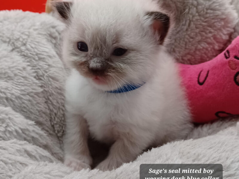 Hearthrob Ragdolls - seal mitted boy - blue collar