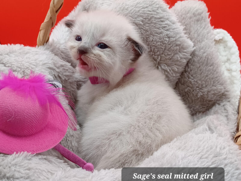 Hearthrob Ragdolls - seal mitted girl - dark pink collar