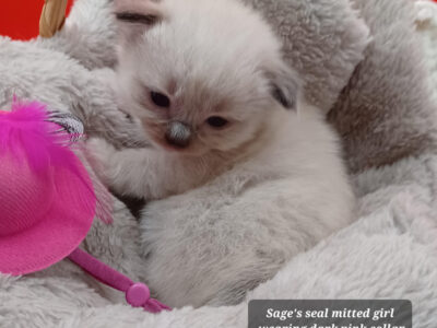 Hearthrob Ragdolls - seal mitted girl - dark pink collar