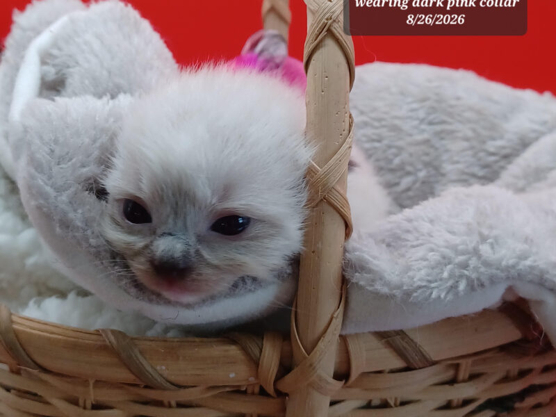 Hearthrob Ragdolls - seal mitted girl - dark pink collar