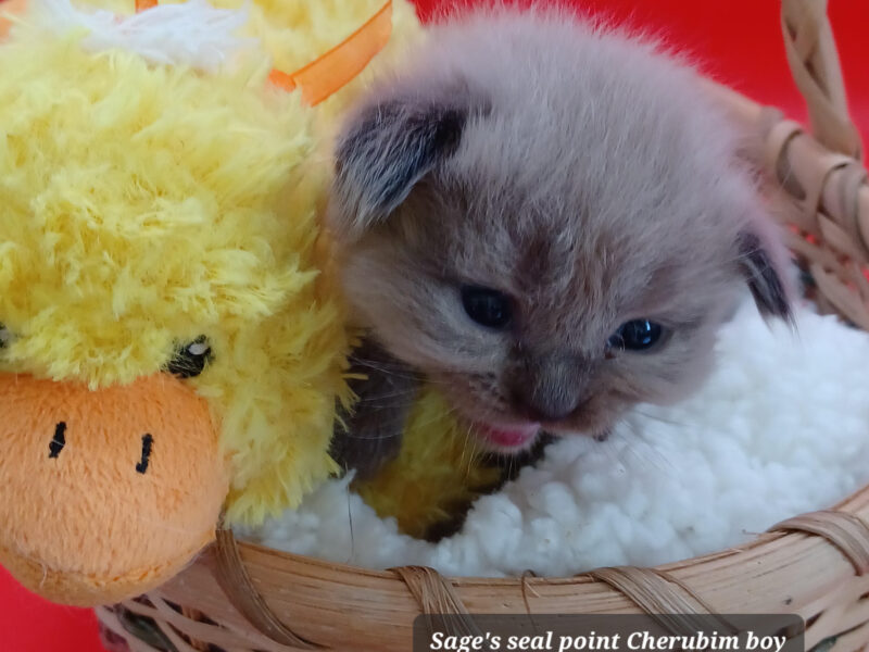 Hearthrob Ragdolls - seal point Cherubim boy - green collar