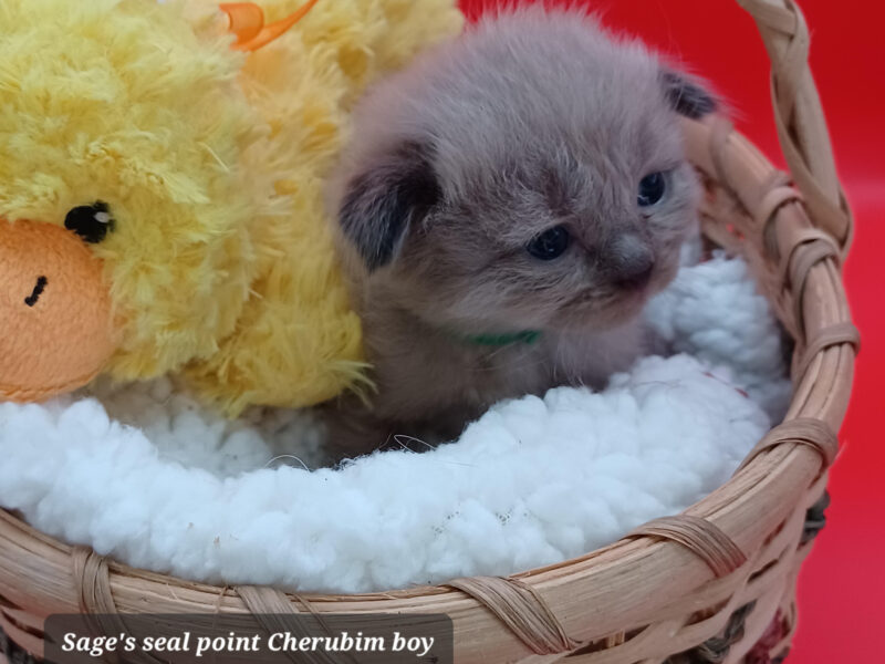 Hearthrob Ragdolls - seal point Cherubim boy - green collar