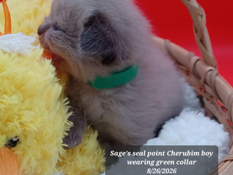 Hearthrob Ragdolls - seal point Cherubim boy - green collar